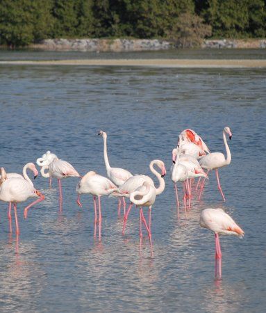 Ras Al Khor Wildlife Sanctuary